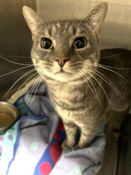 Domestic Short Hair Cats Available for Adoption - SAGE | PetCurious