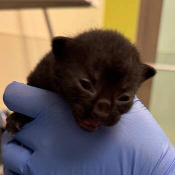 Domestic Short Hair Cats Available for Adoption - Sullivan | PetCurious