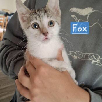 Domestic Short Hair and Tabby Cats Available for Adoption in Yorba Linda, California - :::Fox::: | PetCurious