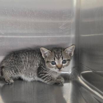 Reeses -  Domestic Medium Hair Cat for Adoption in Pauls Valley, Oklahoma - Reeses | PetCurious