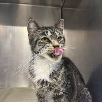 Guava -  Domestic Short Hair Cat for Adoption in West Olive, Michigan - Guava | PetCurious