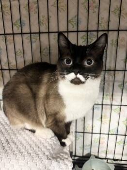 Zara -  Domestic Short Hair Cat for Adoption in Delta, British Columbia - Zara | PetCurious