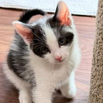 Parsley -  Domestic Short Hair Cat for Adoption in Naperville, Illinois - Parsley | PetCurious