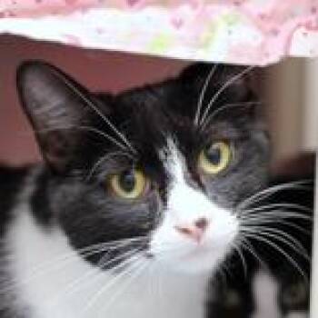 Domestic Short Hair Cats Available for Adoption in Hilliard, Ohio - Amelia | PetCurious