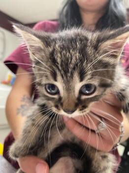 Ms. Marvel -  Domestic Short Hair Cat for Adoption in Fall River, Massachusetts - Ms. Marvel | PetCurious