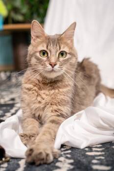 Lilly -  Domestic Medium Hair Cat for Adoption in Ashland, Virginia - Lilly | PetCurious
