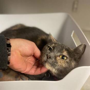 Domestic Short Hair Cats Available for Adoption - HAZEL | PetCurious