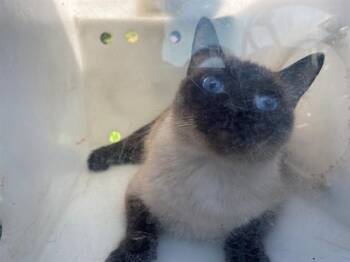 BALLINA -  Siamese Cat for Adoption in Rowlett, Texas - BALLINA | PetCurious