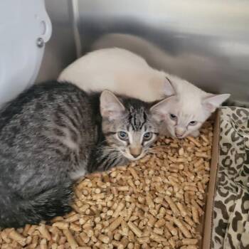 WAGS-Stray-22165_2 -  Siamese Cat for Adoption in Westminster, California - WAGS-Stray-22165_2 | PetCurious