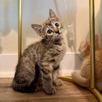 Joan Jet -  Torbie and Domestic Short Hair Cat for Adoption in Friendswood, Texas - Joan Jet | PetCurious