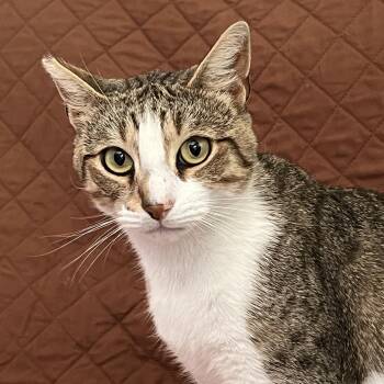 Buddy -  Domestic Short Hair Cat for Adoption in San Jose, California - Buddy | PetCurious