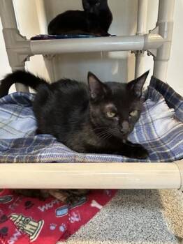 Dubai -  Domestic Short Hair Cat for Adoption in Hamilton, Montana - Dubai | PetCurious