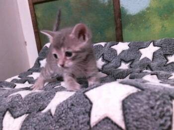 Domestic Short Hair Cats Available for Adoption in Houston, Texas - REGAN | PetCurious