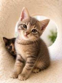 KITTEN PONG -  Tabby Cat for Adoption in Franklin, Tennessee - KITTEN PONG | PetCurious
