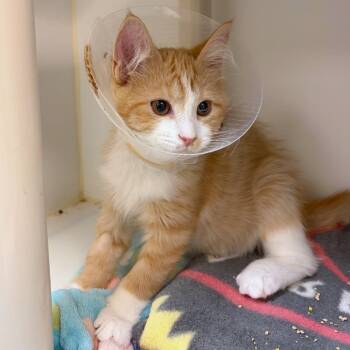 Gadget -  Domestic Medium Hair and Domestic Short Hair Cat for Adoption in Woodinville, Washington - Gadget | PetCurious