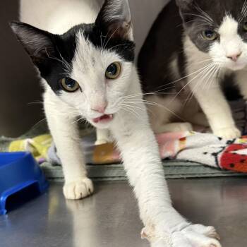 Nova (bonded w/ Manny) -  Domestic Short Hair Cat for Adoption in Oakland, California - Nova (bonded W/ Manny) | PetCurious
