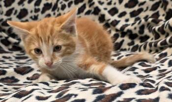 Domestic Short Hair Cats Available for Adoption in Murphysboro, Illinois - Cayenne | PetCurious