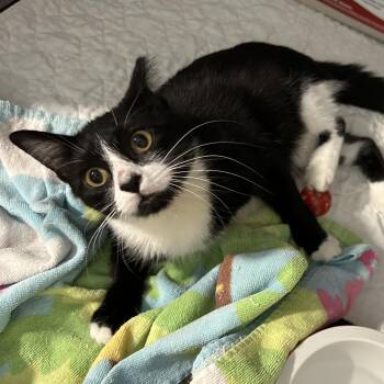 Rescue Domestic Short Hair Cats for Adoption in Columbia, Missouri - Lacey | PetCurious