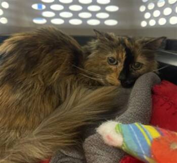 DAISY -  Domestic Long Hair Cat for Adoption in Loveland, Colorado - DAISY | PetCurious