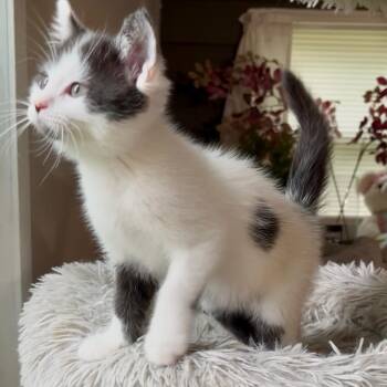 Matcha- Best friends with Mocha and Latte -  Domestic Short Hair Cat for Adoption in West Jefferson, Ohio - Matcha- Best Friends With Mocha And Latte | PetCurious