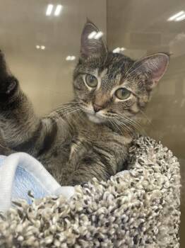 Domestic Short Hair Cats Available for Adoption in Metamora, Illinois - Sweet Cheeks | PetCurious