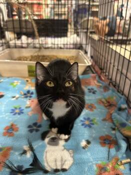 Magic -  Domestic Short Hair Cat for Adoption in Deltona, Florida - Magic | PetCurious