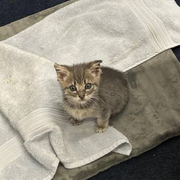 Fog -  Domestic Short Hair Cat for Adoption in San Antonio, Texas - Fog | PetCurious