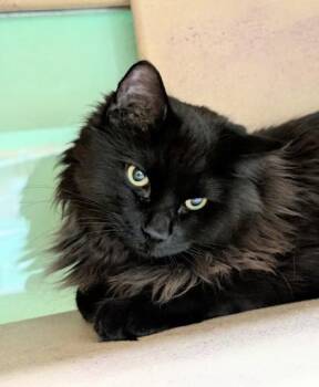 Domestic Long Hair and Domestic Short Hair Cats Available for Adoption - Geo | PetCurious