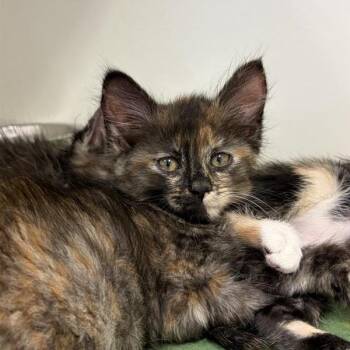 Haiku -  Domestic Short Hair Cat for Adoption in Long Beach, California - Haiku | PetCurious