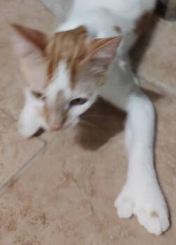 Domestic Short Hair Cats Available for Adoption in Phoenix, Arizona - Snickerdoodle *FELV+* | PetCurious