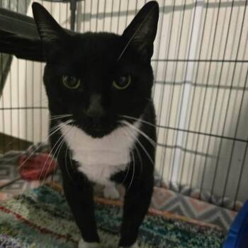Sumo (Summer) -  Domestic Short Hair Cat for Adoption in Winthrop, Maine - Sumo (Summer) | PetCurious