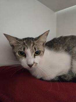Joanna -  Domestic Short Hair Cat for Adoption in Savannah, Georgia - Joanna | PetCurious