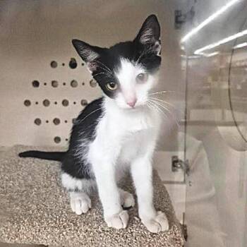 Noa -  Domestic Short Hair Cat for Adoption in Millcreek, Utah - Noa | PetCurious