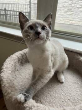 Paprika 3 -  Siamese and American Shorthair Cat for Adoption in Austin, Texas - Paprika 3 | PetCurious
