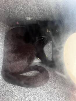 Domestic Short Hair Cats Available for Adoption - Otis Redding | PetCurious