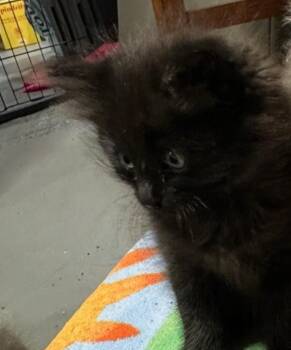 Domestic Medium Hair Cats Available for Adoption in Vancouver, Washington - Jim | PetCurious