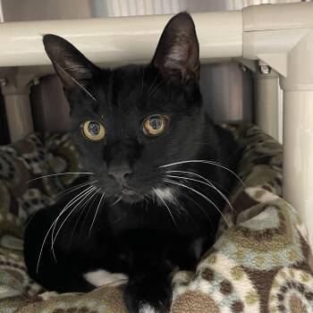 Thunder -  Tuxedo Cat for Adoption in North Kingstown, Rhode Island - Thunder | PetCurious