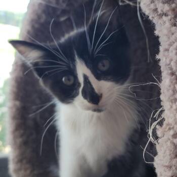 Pickles -  Domestic Short Hair Cat for Adoption in Mazon, Illinois - Pickles | PetCurious