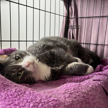 Star -  Domestic Short Hair Cat for Adoption in Columbus, Ohio - Star | PetCurious