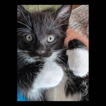 Domestic Short Hair Cats Available for Adoption in Lexington, Kentucky - Baxter | PetCurious