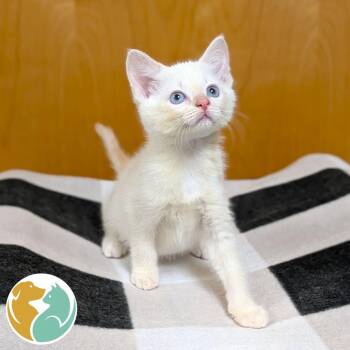 Blargle -  Domestic Short Hair Cat for Adoption in Toledo, Ohio - Blargle | PetCurious