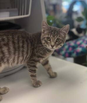 Perla -  Domestic Short Hair and Tabby Cat for Adoption in Minneapolis, Minnesota - Perla | PetCurious
