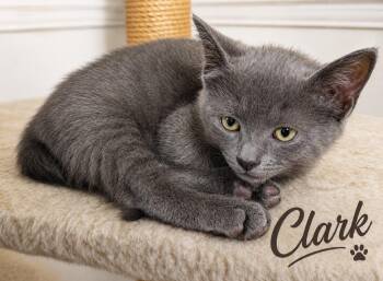 Clark (FCID 06/04/2026 - 46 West Chester PS) K -  Domestic Short Hair Cat for Adoption in Greenville, Delaware - Clark (FCID 06/04/2026 - 46 West Chester PS) K | PetCurious