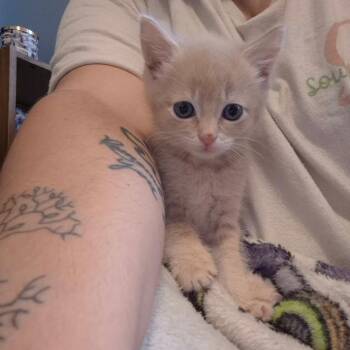 Domestic Medium Hair Cats Available for Adoption in North Charleston, South Carolina - Luke | PetCurious