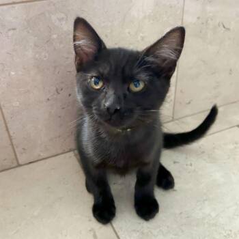 E.T. -  Domestic Short Hair Cat for Adoption in Woodinville, Washington - E.T. | PetCurious