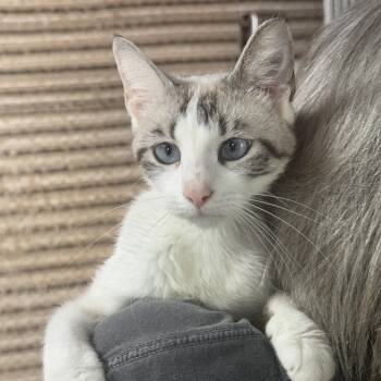 Sterling -  Siamese Cat for Adoption in Lee