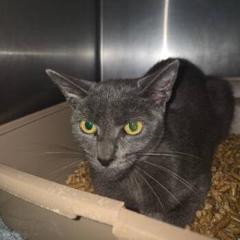 Kiwi -  Domestic Short Hair Cat for Adoption in Lakeland, Florida - Kiwi | PetCurious