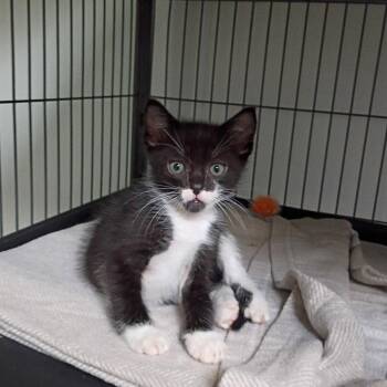 Riku -  Domestic Short Hair Cat for Adoption in Dallas, Texas - Riku | PetCurious