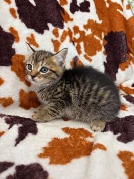Domestic Short Hair Cats Available for Adoption in Warrenton, North Carolina - LOVETT | PetCurious
