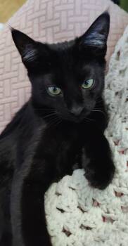 Carl -  Domestic Short Hair Cat for Adoption in Lafayette, Colorado - Carl | PetCurious